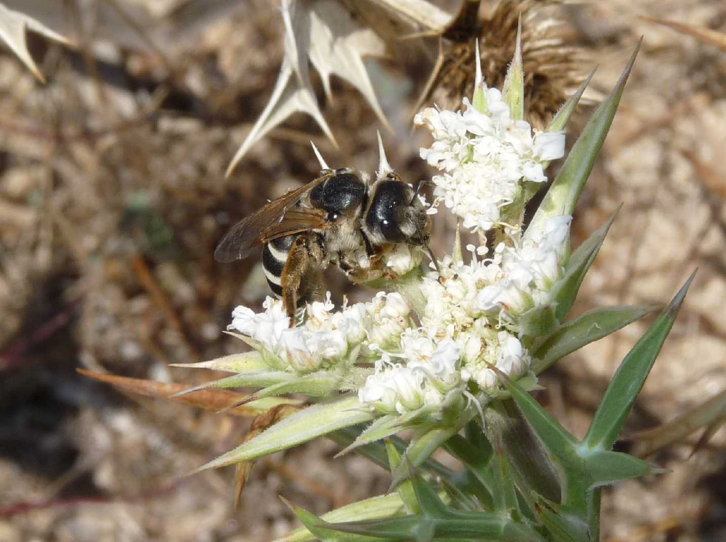 Halictus quadricinctus, femmina (Apidae Halictinae)